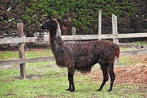 Black Llama